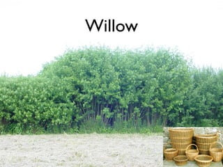 Willow
 