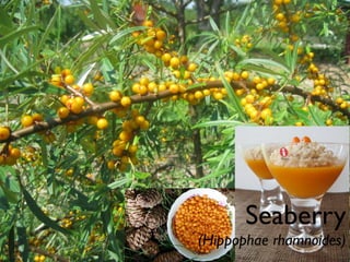 Seaberry
(Hippophae rhamnoides)
 