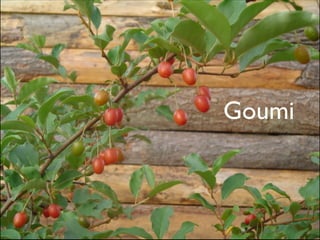 Goumi
 