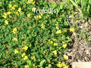 Trefoil(s)
 