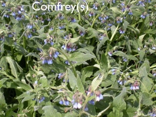Comfrey(s)
 