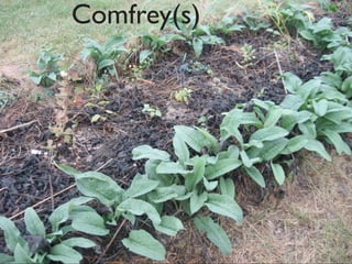Comfrey(s)
 