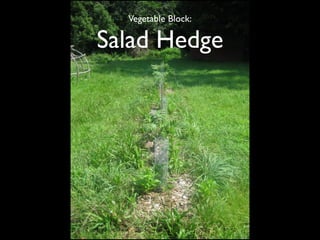 Vegetable Block:

Salad Hedge
 