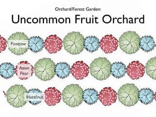 Orchard/Forest Garden:

Uncommon Fruit Orchard
Pawpaw




   Asian
   Pear




         Hazelnut
 