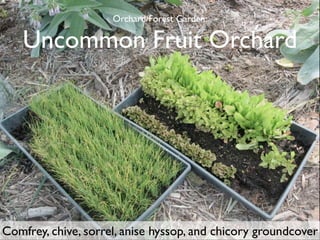 Orchard/Forest Garden:

    Uncommon Fruit Orchard




Comfrey, chive, sorrel, anise hyssop, and chicory groundcover
 