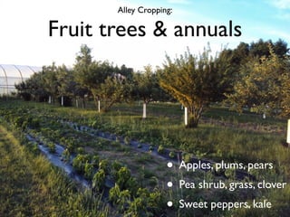 Alley Cropping:

Fruit trees & annuals




                    • Apples, plums, pears
                    • Pea shrub, grass, clover
                    • Sweet peppers, kale
 