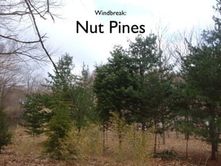 Windbreak:

Nut Pines
 