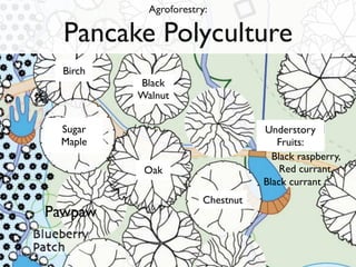 Agroforestry:

  Pancake Polyculture
  Birch
          Black
          Walnut


 Sugar                             Understory
 Maple                                Fruits:
                                     Black raspberry,
           Oak                         Red currant,
                                   Black currant
                        Chestnut
Pawpaw

                                        83
 