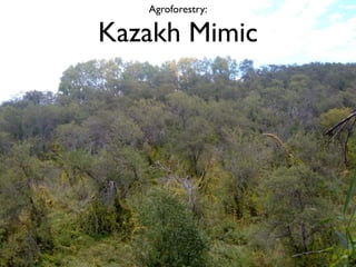 Agroforestry:

Kazakh Mimic
 