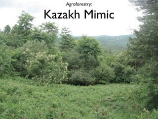 Agroforestry:

Kazakh Mimic
 
