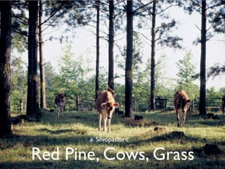 Silvopasture:

Red Pine, Cows, Grass
 