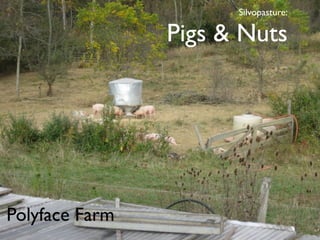 Silvopasture:

                Pigs & Nuts




Polyface Farm
 