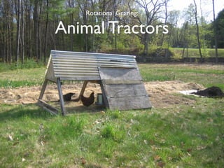 Rotational Grazing:

Animal Tractors
 
