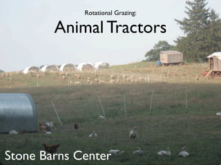 Rotational Grazing:

        Animal Tractors




Stone Barns Center
 