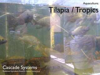Aquaculture:

                                             Tilapia / Tropics
                                         CH_CS_ﬁsh1




Cascade Systems
Wadenswil Agriculture Research Station, Switzerland
                                                        Photo: Ethan Roland
 