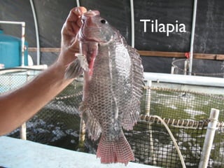 Tilapia




      94
 