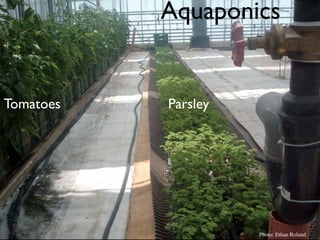 Aquaponics
           CH_CS_parsley


Tomatoes          Parsley




                            Photo: Ethan Roland
 