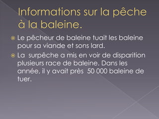 Informations sur la pêche à la baleine.Le pêcheur de baleine tuait les baleine pour sa viande et sons lard.La  surpêche a mis en voir de disparition  plusieurs race de baleine. Dans les année, il y avait près  50 000 baleine de tuer.