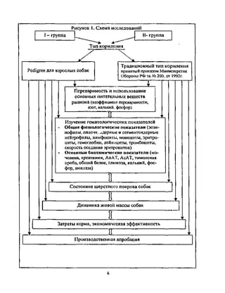 Влияние сбалансированных рационов Pedigree® на антиоксидантный статус организма собак – наше исследование Влияние сбалансированных рационов pedigree® на антиоксидантный статус организма собак - наше исследование