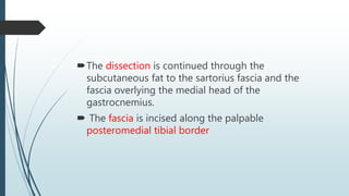 The dissection is continued through the
subcutaneous fat to the sartorius fascia and the
fascia overlying the medial head of the
gastrocnemius.
 The fascia is incised along the palpable
posteromedial tibial border
 