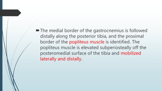 The medial border of the gastrocnemius is followed
distally along the posterior tibia, and the proximal
border of the popliteus muscle is identified. The
popliteus muscle is elevated subperiosteally off the
posteromedial surface of the tibia and mobilized
laterally and distally.
 