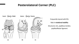 Posterior Cruciate Ligament- Surgical Anatomy | PPTX