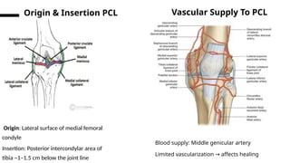 Posterior Cruciate Ligament- Surgical Anatomy | PPTX