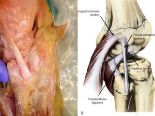 POSTGRAD ORTH Deiary Kader
27
 