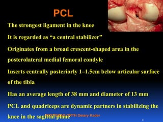 POSTGRAD ORTH Deiary Kader
PCL
The strongest ligament in the knee
It is regarded as “a central stabilizer”
Originates from a broad crescent-shaped area in the
posterolateral medial femoral condyle
Inserts centrally posteriorly 1–1.5cm below articular surface
of the tibia
Has an average length of 38 mm and diameter of 13 mm
PCL and quadriceps are dynamic partners in stabilizing the
knee in the sagittal plane 6
 