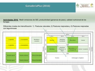 GanaderíaPlus: Apoyando el desarrollo de estrategias bajas en emisiones del sector ganadero en Latinoamérica