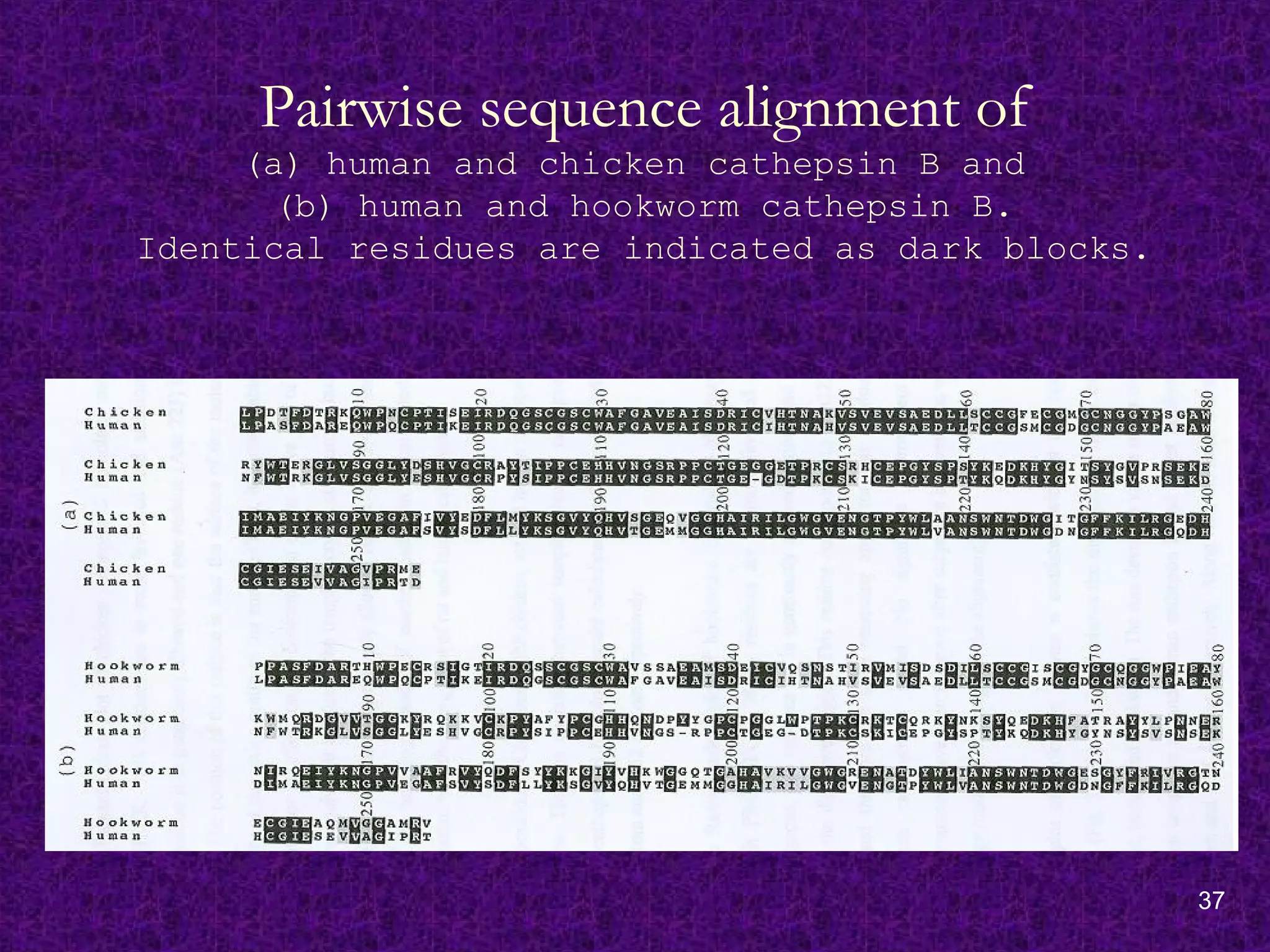 37
Pairwise sequence alignment of
(a) human and chicken cathepsin B and
(b) human and hookworm cathepsin B.
Identical residues are indicated as dark blocks.
 