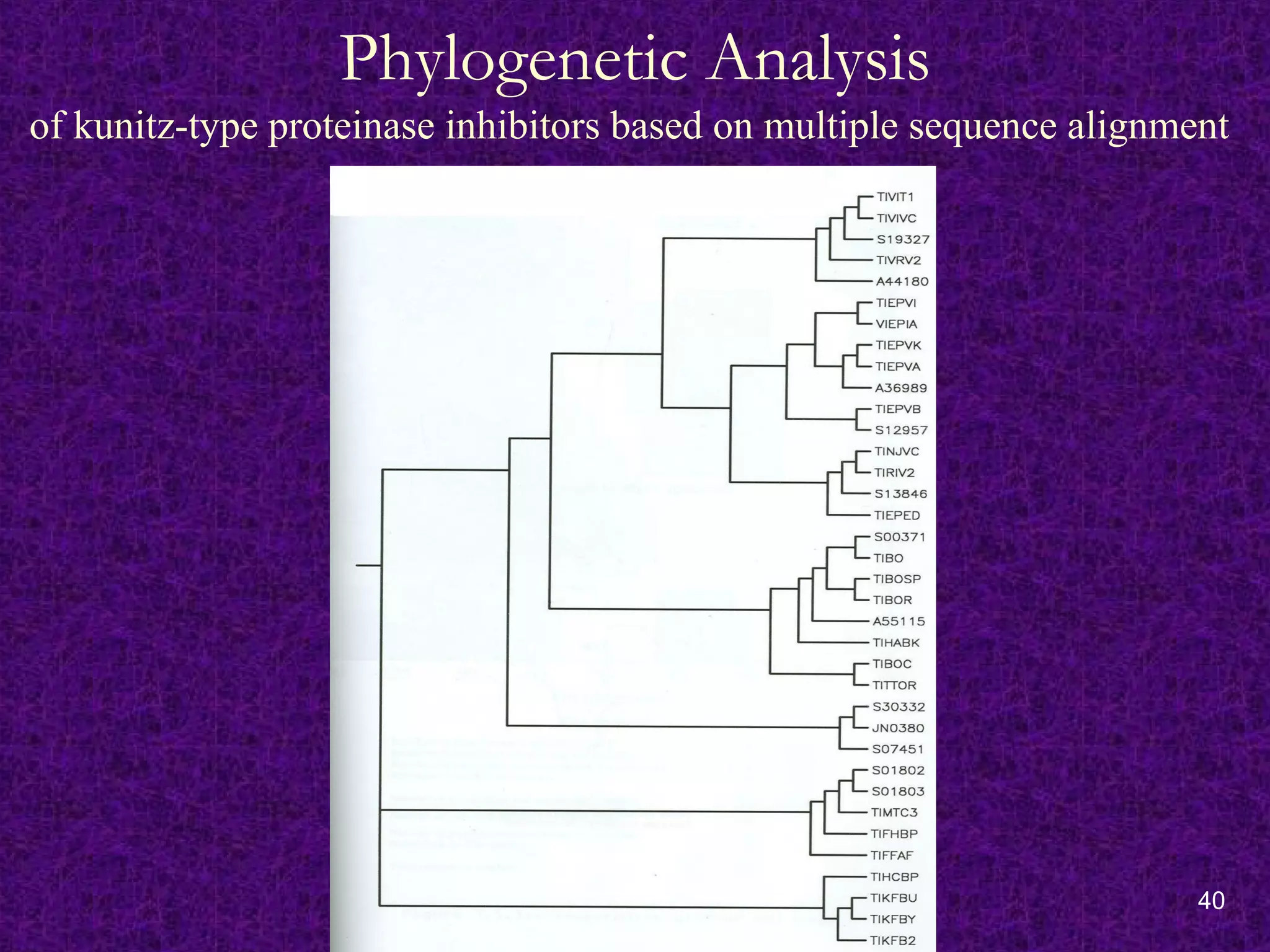 40
Phylogenetic Analysis
of kunitz-type proteinase inhibitors based on multiple sequence alignment
 