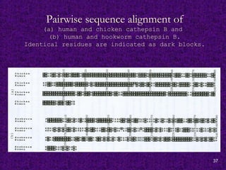 37
Pairwise sequence alignment of
(a) human and chicken cathepsin B and
(b) human and hookworm cathepsin B.
Identical residues are indicated as dark blocks.
 