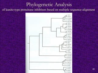 40
Phylogenetic Analysis
of kunitz-type proteinase inhibitors based on multiple sequence alignment
 