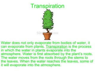 Transpiration Water does not only evaporate from bodies of water, it can evaporate from plants.  Transpiration  is the process in which the water in plants evaporate into the atmosphere. Water is first absorbed by the plant’s roots. The water moves from the roots through the stems to the leaves. When the water reaches the leaves, some of it will evaporate into the atmosphere. 