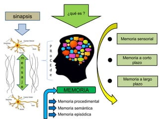 Memoria sensorial
Memoria a corto
plazo
Memoria a largo
plazo
sinapsis
P
R
o
C
E
d
e
m
e
n
s
a
j
e
¿qué es ?
Memoria procedimental
Memoria semántica
Memoria episódica
MEMORIA
 