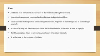 Uses:-
• Vinblastin is an antitumour alkaloid used in the treatment of Hodgkin’s disease.
• Vincristine is a cytotoxic compound and used to treat leukaemia in children.
• Vinca is used in herbal practice for its astringent and tonic properties in menorrhagia and in haemorrhages
generally.
• In cases of scurvy and for relaxed sore throat and inflamed tonsils, it may also be used as a gargle.
• For bleeding piles, it may be applied externally, as well as taken internally.
• It is also used in the treatment of diabetes.
 