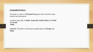 Geographical Source:-
The plant is a native of EuropeMadagascar and is found in many
tropical and subtropical
countries especially in India, Austra-lia, South Africa and North
and South
India.
America. The plant is cultivated as garden plant in Europe and
India.
 