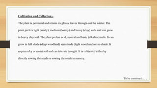 Cultivation and Collection:-
The plant is perennial and retains its glossy leaves through-out the winter. The
plant prefers light (sandy), medium (loamy) and heavy (clay) soils and can grow
in heavy clay soil. The plant prefers acid, neutral and basic (alkaline) soils. It can
grow in full shade (deep woodland) semishade (light woodland) or no shade. It
requires dry or moist soil and can tolerate drought. It is cultivated either by
directly sowing the seeds or sowing the seeds in nursery.
To be continued… ..
 