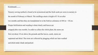 Nursery sowing method is found to be economical and the fresh seeds are sown in nursery in
the month of February or March. The seedlings attain a height of 5–8 cm after
two months and then they are transplanted in to the field at a distance of 45Cm × 30 cm.
Proper fertilization and weeding is done timely and leaves are
stripped after nine months. In order to collect the whole plant, the stems are
first cut about 10 cm above the grounds and the leaves, seeds, stems are
separated and dried. The roots are collected by plugging which are later washed
and dried under shade and packed.
Continued.........
 
