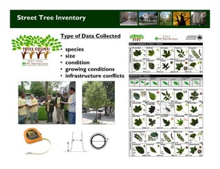 Street Tree Inventory

             Type of Data Collected

             •   species
             •   size
             •   condition
             •   growing conditions
             •   infrastructure conflicts




                                            Long Term Strategic Planning 15
 