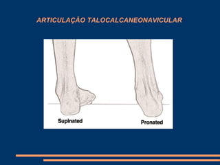 ARTICULAÇÃO TALOCALCANEONAVICULAR
 