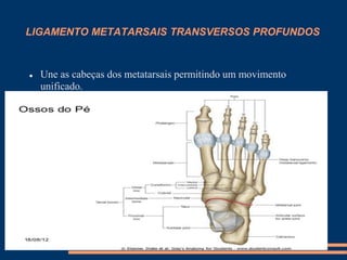 LIGAMENTO METATARSAIS TRANSVERSOS PROFUNDOS



   Une as cabeças dos metatarsais permitindo um movimento
    unificado.
 