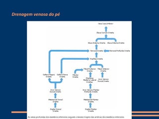 Drenagem venosa do pé
 