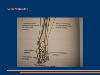Veias Profundas
 