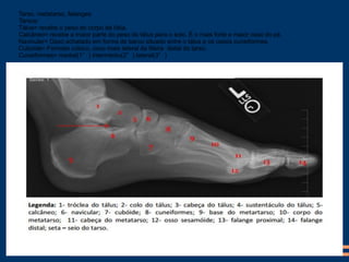 Tarso, metatarso, falanges
Tarsos:
Tálus= recebe o peso do corpo da tíbia.
Calcâneo= recebe a maior parte do peso do tálus para o solo. É o mais forte e maior osso do pé.
Navicular= Osso achatado em forma de barco situado entre o tálus e os ossos cuneiformes.
Cuboide= Formato cúbico, osso mais lateral da fileira distal do tarso.
Cuneiformes= medial(1°) intermédio(2°) lateral(3°)
 