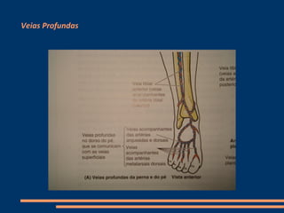 Veias Profundas
 