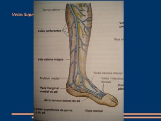 Veias Superficiais
 