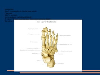 Metatarsos:
São 5, numeração de medial para lateral.
Falanges:
São 14 no total.
Numeração de medial para lateral.
O Hálux(1°Dedo)- apenas duas falanges(proximal e distal).
Os outros 4 têm 3 falanges cada: proximal, média e distal.
 