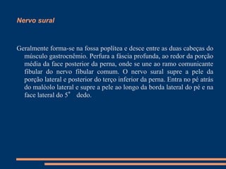 Nervo sural



Geralmente forma-se na fossa poplítea e desce entre as duas cabeças do
  músculo gastrocnêmio. Perfura a fáscia profunda, ao redor da porção
  média da face posterior da perna, onde se une ao ramo comunicante
  fibular do nervo fibular comum. O nervo sural supre a pele da
  porção lateral e posterior do terço inferior da perna. Entra no pé atrás
  do maléolo lateral e supre a pele ao longo da borda lateral do pé e na
  face lateral do 5° dedo.
 